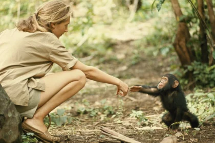 From her groundbreaking research in Tanzania to the establishment of the Jane Goodall Institute and Roots & Shoots program, her legacy inspires global action for a sustainable future.